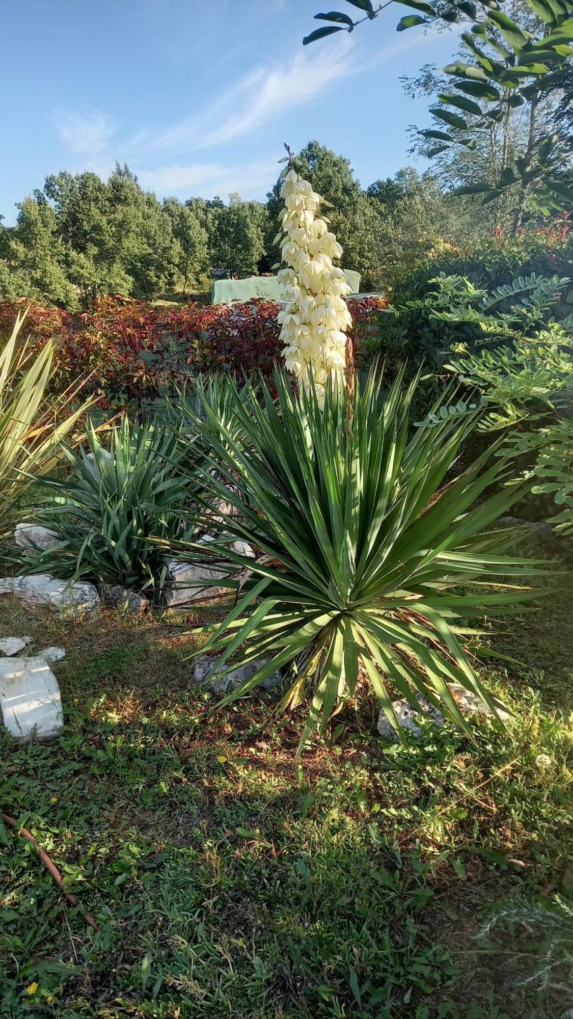 Villa Malini Grožnjan Esterno foto